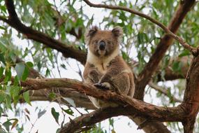 Koala Bear koala in trees with leaves