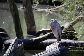 bird gray trees swamp water