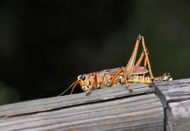 orange grasshopper in a tree