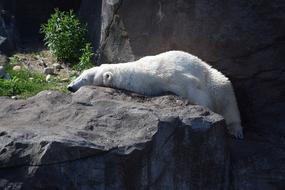 sleeping polar bear on a rock