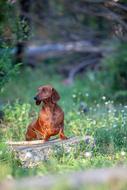 dachshund walking on the grass