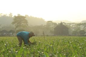 a farmer in green grass with flowers