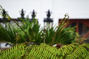 gorgeous garden at home