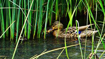a duck hiding in the grass in a swamp.