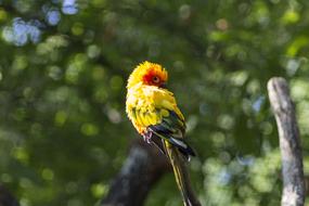 pet parrot in the wild