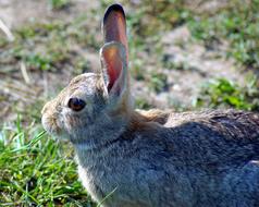 cute little hare on the ground