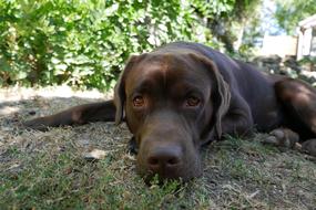 sleeping black dog