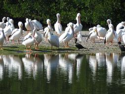 flock