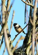 a little bird hiding in the trees
