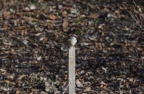 bird on a pole autumn forest