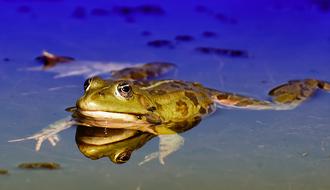 toad floating in the water