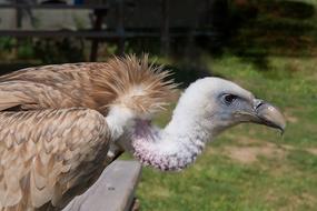 wild fluffy bird in the wild
