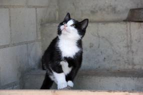 fluffy cat with a white pattern