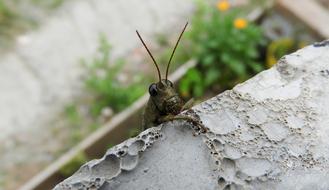 grasshopper on a stone slab