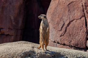 little marmot by the rocks