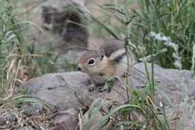 small animals in the field