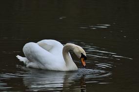 a magnificent swan in a large lake