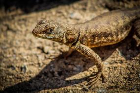 an iguana on a big rock