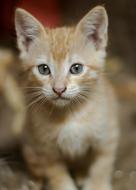 red cat with blue eyes