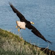 soaring eagle in a sea lake