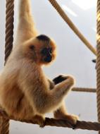 a cute monkey in a cage at the zoo.