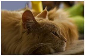 fluffy sleeping cat view