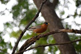 a little bird on the branches