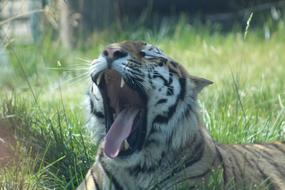 sleeping cat with its mouth open