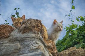 kittens hiding behind a rock