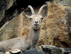 funny deer on a rock