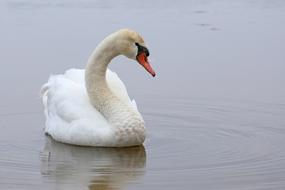 a beautiful swan floating in the water.