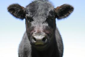 black cow with a big nose view