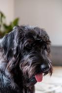 a fluffy black dog in the house