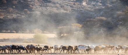 pack of camels in the desert