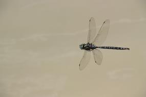 dragonfly in the air