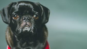 little black dog