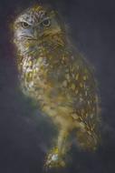 owl drawing artm