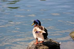 little blue-headed duck