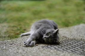 gray cat lying on the floor