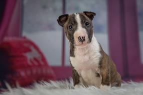 animal is a cute dog