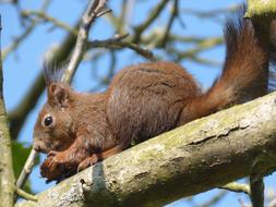 cute squirrel in a tree