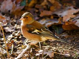 bird in the fall foliage