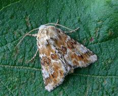 Moth Dusky-Sallow Wings