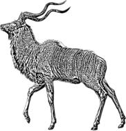 antelope pattern