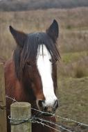 a beautiful horse with a white pattern.