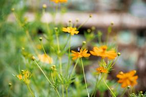 green foliage with flowers view