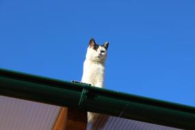 a cute cat sitting on the roof