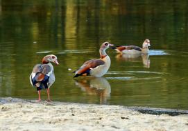 a flock of ducks resting in the lake