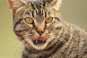 cat tongue mouth mouth mouth eyes cute