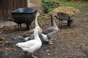 geese on grandma's farm